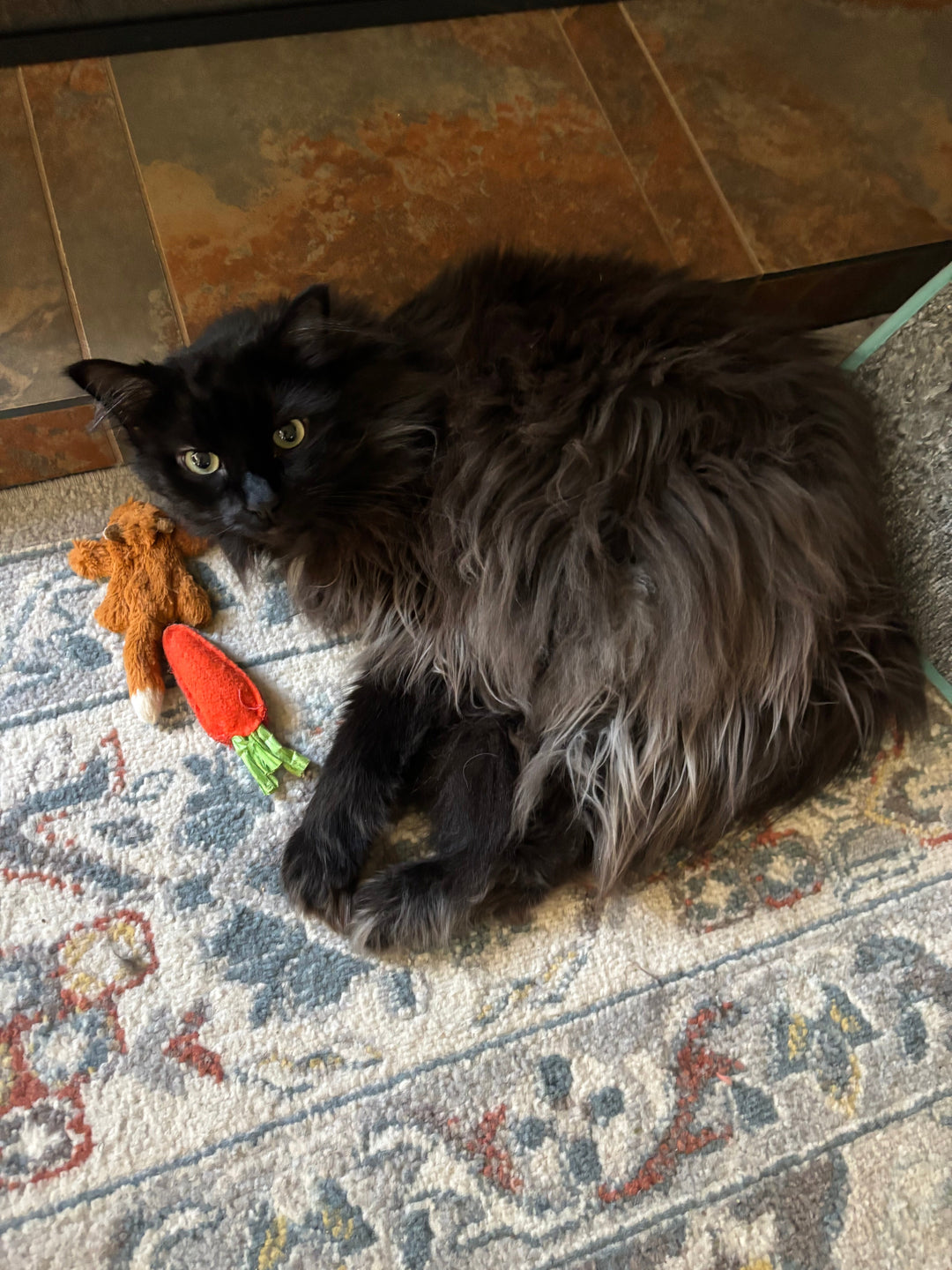 Everything Your Furry Friend Needs: A Comprehensive Guide to Pet Supplies in 2026